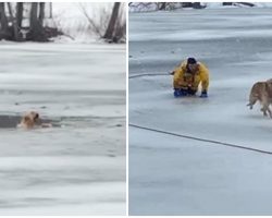Heroic Firefighters Brave Freezing Water & Races To Save A Dog Who Fell Through Ice