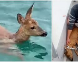 Fishing Boat Captain Rescues a Baby Deer He Shockingly Found Half a Mile Out To Sea