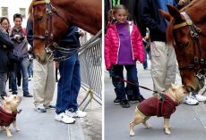 Frenchie Believes The Police Horse Is A “Huge Dog” And Begs Him To Play