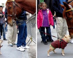 Overexcited Frenchie Thinks Police Horse Is A “Huge Dog” & Begs Him To Play