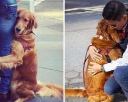 Friendly Golden Retriever Hugs Every Single Person She Sees On Her Walks