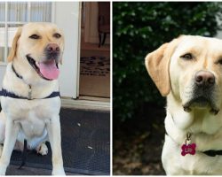 Funeral Home Introduces New Staff Member – ‘Bereavement Care Dog,’ To Provide Comfort To Grieving Families