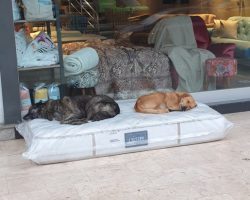 Furniture Store Always Makes Sure Stray Dogs in the Neighborhood Have a Cozy Place to Sleep