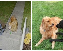 Gentlemanly dog patiently waits at door to ask out his girlfriend