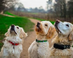 Picker Upper for Your Pupper : Homemade Dog Desserts