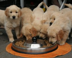 Kibble, Raw, or Table Scraps: What’s the Best Dog Food to Feed Your Dog?