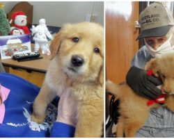 Golden Retriever Puppy Brings Joy And Comfort To Nursing Home Residents