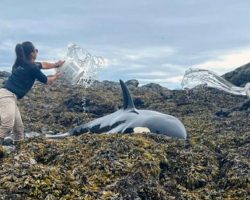 Good Samaritans Keep Beached Helpless Orca Hydrated By Pouring Buckets Of Water Until It Could Get Free