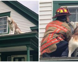 Grateful dog gives a kiss to the firefighter who rescued him from roof