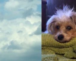 Grieving Woman Looks Up Into The Clouds & Sees Her Dog’s Face Hours After He Passed Away