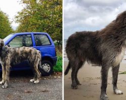 Here’s 27 Hilarious Photos Of Irish Wolfhounds, And It’s Insane How Big They Are