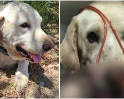 ‘Hero’ Dog Saves His Teenage Owner From Rattlesnake Bite