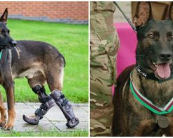 Heroic Military Working Dog Who Lost Paw Saving Soldiers in Conflict Awarded Highest Military Honor