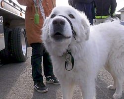 Dog Stops Traffic & Gets Help For Owner Who Has Seizure During Their Walk