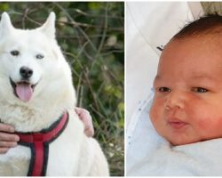 Husky Discovers Abandoned Newborn Baby in Park, ‘Gently Nudges’ Him Awake Before Alerting Owner