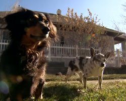 Dog Saves His Best Friend From a Mountain Lion Attack