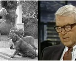 Jimmy Stewart Reads a Touching Poem About His Dog Beau on Johnny Carson’s Tonight Show
