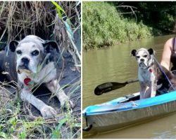 Kayakers Goes Out Of Their Way To Save A Lost Dog on the Riverbank and Give Her a Ride Back to Shore