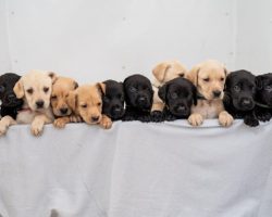 Labrador Gives Birth To One Of The Biggest Litters Ever Recorded For The Breed