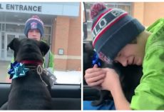 Boy gets the best surprise after school: a reunion with his lost dog