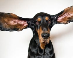 Coonhound Sets Guinness World Record for Longest Ears of Any Living Dog