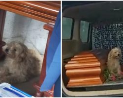 Loyal Dog Refuses To Leave His Late Owner’s Side At Her Funeral