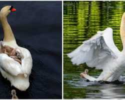 Hero Swan Dad Steps Up To Take His Babies Under His Wing After Mom Passes Away
