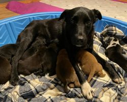 Mama Dog Who Lost Her Puppies ‘Adopts’ Orphaned Puppies