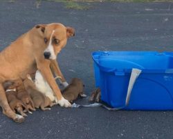 Animal Rescue Group Saves Momma Dog & Her 9 Puppies Dumped in Church Parking Lot