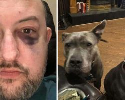 Man Adopted Two Abandoned Pit Bulls — They Repaid Him By Saving His Life