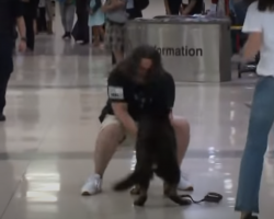 U.S. Marine Officer and His Canine Partner Had An Emotional Reunion at Chicago Airport