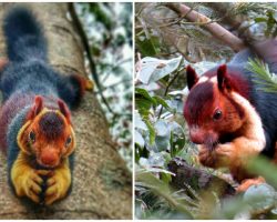 Malabar Giant Squirrels Are So Colorful People Can’t Believe They’re Real