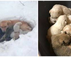 Mama Dog Gives Birth To 6 Puppies in Snowbank, Burrows Hole & Curls Up w/ Them to Keep Them Alive
