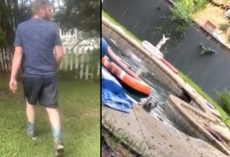 Neighbors Hear Something Next Door, Follow The Sound To See A Husky In The Pool
