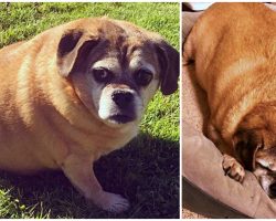 Obese Dog Rescued From Shelter Works Her Tail Off & Sheds Half Her Weight