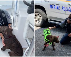 Marine Police Officers See Dog’s Nose Sticking Out of Water, Rescues Puppy Swept Away from Beach