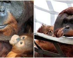 Orangutan Dad Steps Up To Become “Mr. Mom” To Care For His Daughter after Mom’s Passing