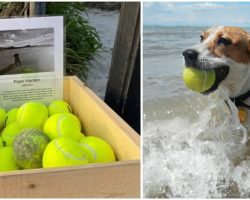 Dog Owner Sets Up Free Tennis Ball Stand As Tribute To Late Dog On Her Favorite Beach