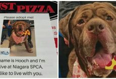 Pizza Joint Puts Pics of Local Shelter Dogs on their Boxes to Help Find Them Forever Homes