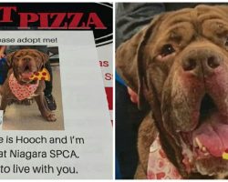 Pizza Joint Puts Pics of Local Shelter Dogs on their Boxes to Help Find Them Forever Homes