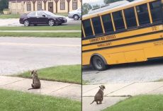 Puppy Waits Patiently For School Bus To Greet Her Little Human