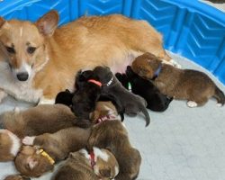Rescue Corgi Mom ‘Adopts’ Orphaned Pit Bull Puppies As Her Own