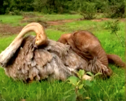 Rescued Baby Elephant Is Healing Thanks To Daily Cuddles With New Friend