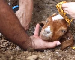 Rescuers Dig Out & Save a Goat Stuck In Giant Irrigation Pipe in a 2-Day, 6-Hour Ordeal