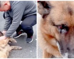 Retired German Shepherd Police Dog Gets Emotional At Reunion With Former Handler