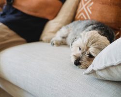 5 Warning Signs Your Dog May Be Sick