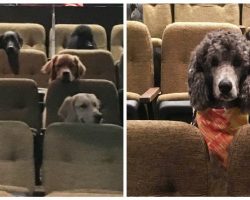 Service dogs in training spend a night at the theater in viral photos
