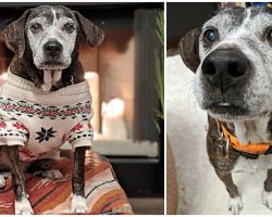 Old Shelter Dog Who Had Painful Skin Condition Now Gets Spa Days in New Home