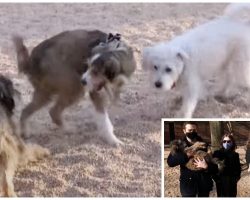 Long Lost Trio Of Dogs Separated At Shelter Run Into Each Other In Another State