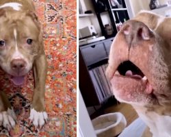 Rescue Pittie Talks Just Like A Person – Tells Her Parents She’s Hurt But Will Be OK